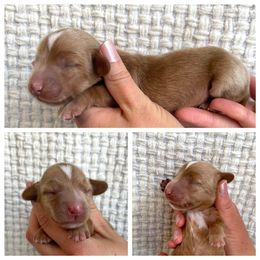 Dachshund Puppies from Woodland Doxies