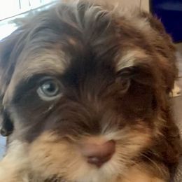 Ruby - Havanese
