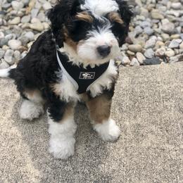 Bernedoodle and Cavapoochon Puppies from This is Doodles