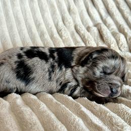 Stella - Blue merle female Miniature Australian Shepherd puppy in New Hampton, Iowa from Full River Australian Shepherds