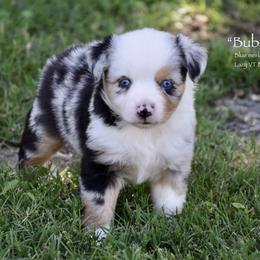 Bubbles - Blue merle female Miniature Australian Shepherd puppy in Evant, Texas from Lazy VT Bar Ranch