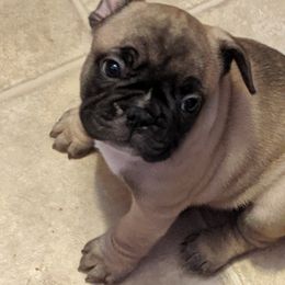 French Bulldogs from Oui Oui Kennels