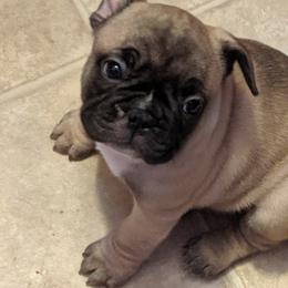 French Bulldogs from Oui Oui Kennels