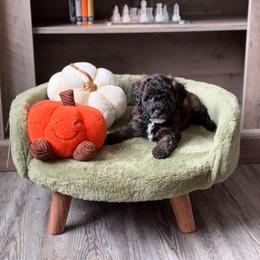 Pie - Sable female Goldendoodle puppy in Winter Park, Florida from Doodles & Poodles by Tiki