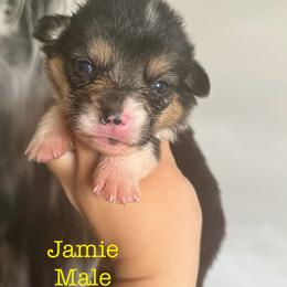American Corgi Puppies from 5H Corgis