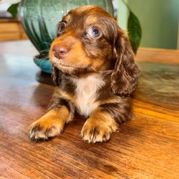 AKC female 6 - Chocolate and tan female Dachshund puppy in Knoxville, Tennessee from Thea's Puppies
