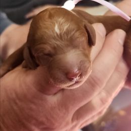 Red solid with white strip - Red female Labradoodle puppy in Phelan, California from Family Doodles