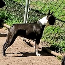 GG - Boston Terrier