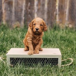 Goldendoodle Puppies from 307 Doodles