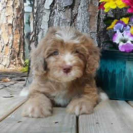 Bernedoodle and Aussiedoodle Puppies from Lillybee