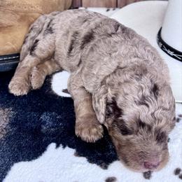 Willie Nelson - Merle male Labradoodle puppy in Kingston, Georgia from CC Familydoodles