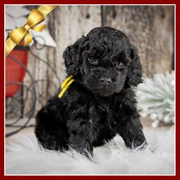 Burns - Black male Cockapoo puppy in Connersville, Indiana from Deaz Doodle Ranch