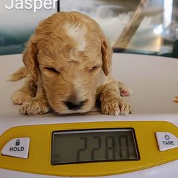 Goldendoodle Puppies from Ninnie's Doodles