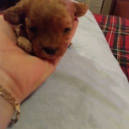 Boy 3 - Red male Cavapoo puppy in Salisbury, North Carolina from Carolina Canines