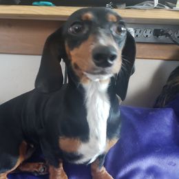 Tater Tot - Dachshund