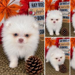 AKC Aaron - teddy bear - White male Pomeranian puppy in Byron, Georgia from Tracys Pom Palace