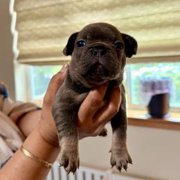 French Bulldog Puppies from Pawsitive Frenchies