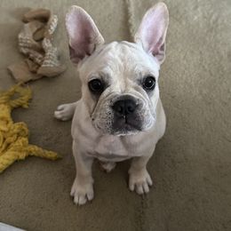 Girl 2 - Cream French Bulldog puppy in Paducah, Kentucky from Frenchies of Mann