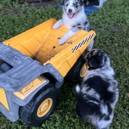Miniature Australian Shepherd Puppies from Peace Creek Aussies