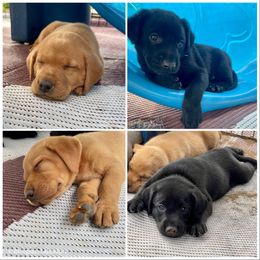 Labrador Retriever Puppies from Bluegrass Labradors