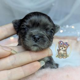 Korean Merle Yarrow - Merle male Morkie puppy in Barren Springs, Virginia from Seeking Shalom Acres Maltese, Maltipoos & Havamalts