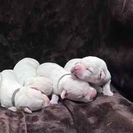 One of the males - Yellow male Labrador Retriever puppy in Antwerp, Ohio from Clark’s Loyal Labradors