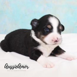 Black Tri - Black tri male Miniature Australian Shepherd puppy in Pinehurst, Texas from Aussie Amor