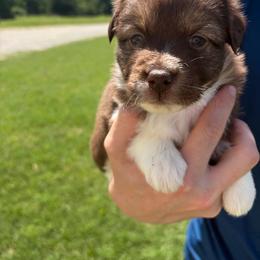 KitKat - Red tri female Miniature Australian Shepherd puppy in Weatherford, Texas from F & T Aussies
