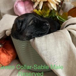 Green collar - Sable male German Shepherd puppy in Saint Charles, Missouri from Lowemond German Shepherds