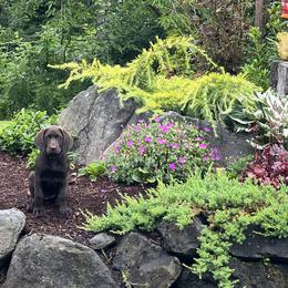 Labrador Retriever Puppies from Mayfield Farm