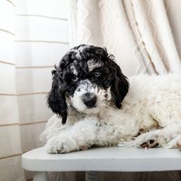 "Spidey" Bearded Retriever, Bernedoodle, and Poodle Puppies from Doodle Belle Puppy