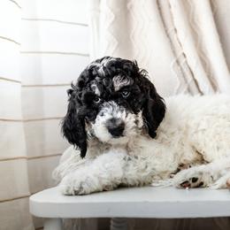 "Spidey" Bearded Retriever, Bernedoodle, and Poodle Puppies from Doodle Belle Puppy