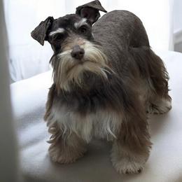 Sugar Pie - Miniature Schnauzer
