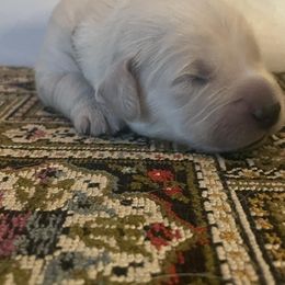 Golden Retriever Puppies from Goldens