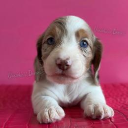 President Barbie - Dapple female Dachshund puppy in Chandler, Arizona from Vonaducci Doxies, LLC.