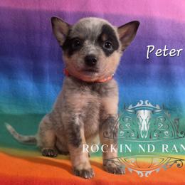 Peter - Blue male Australian Cattle Dog puppy in Silsbee, Texas from Rockin ND Ranch