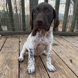 Girl 2 - White and liver female German Shorthaired Pointer puppy in Troy, North Carolina from Uwharrie GSP