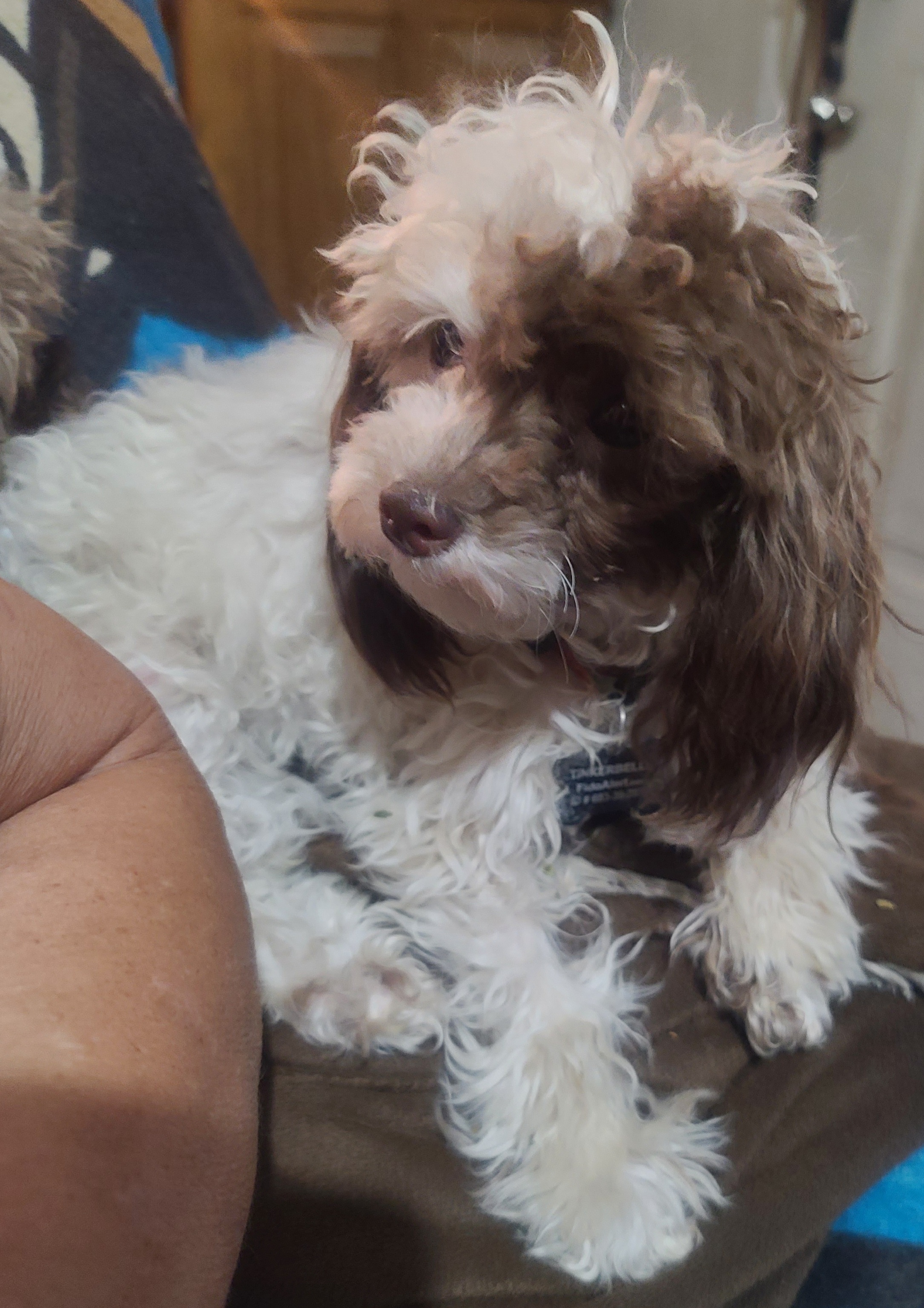 Tinkerbelle - Poodle