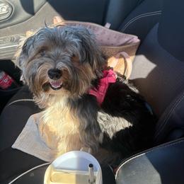 Daisy - Yorkshire Terrier