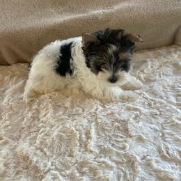 Flynn- 3000 - Black tan and white male Biewer Terrier puppy in Douglas, Georgia from Heartland small breeds