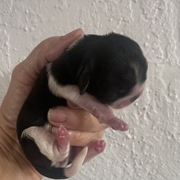 Precious - Black and white female Shih Tzu puppy in Melbourne, Florida from Sassy Shih Tzu Puppies