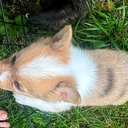 American Corgis and Cardigan Welsh Corgis from Silver Moon Cardigan Corgis