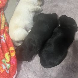 Spice - Wheaten male Scottish Terrier puppy in Goodrich, Texas from Landrum Scottish Terriers