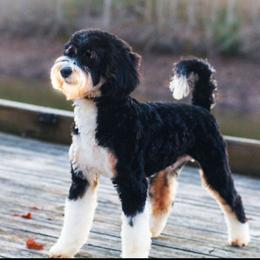 Miles - Bernedoodle