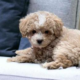 Fancy - Goldendoodle