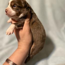 Honey - Red tri female Miniature Australian Shepherd puppy in Mount Airy, Georgia from North Georgia Gems