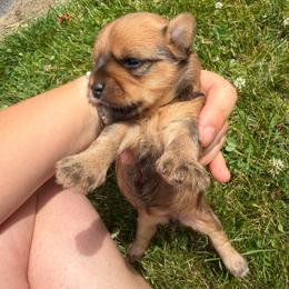 Bonnie - Chocolate female Morkie puppy in Sandown, New Hampshire from Pawsitive Paws🐾