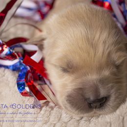 Boy 1 - Golden Retriever puppy in Grand Blanc, Michigan from Vista Goldens