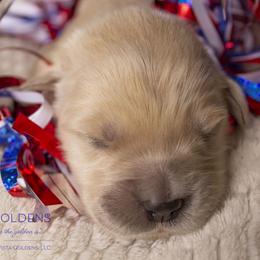 Boy 1 - Golden Retriever puppy in Grand Blanc, Michigan from Vista Goldens