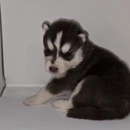 Rocket - Red and white male Siberian Husky puppy in Kansas City, Missouri from Anuun's Huskies